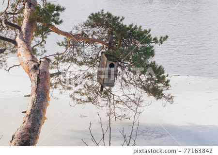 Spring landscape of Kymijoki river waters in ice and nesting box on a tree, Finland, Kymenlaakso, Kouvola Spring landscape of Kymijoki river waters in ice and nesting box on a tree, Finland, Kymenlaakso, Kouvola 77163842