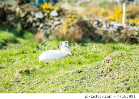 A blackface sheep family in a field in County Donegal - Ireland A blackface sheep family in a field in County Donegal - Ireland 77163991