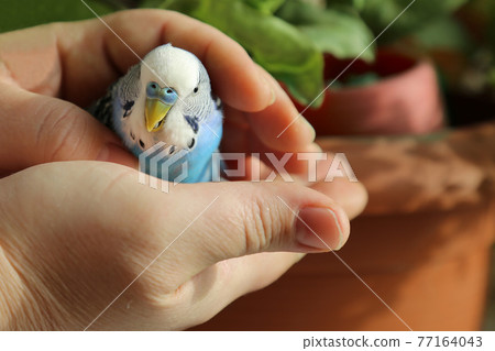 A budgie in the hands of a man. The owner put his hands around the blue parrot. A budgie in the hands of a man. The owner put his hands around the blue parrot. 77164043