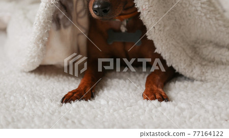 The brown dog is lying on a white blanket and covered with a white blanket. The brown dog is lying on a white blanket and covered with a white blanket. 77164122
