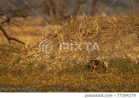 crested serpent eagle or spilornis cheela in action ground perched at keoladeo national park or bharatpur bird sanctuary rajasthan india crested serpent eagle or spilornis cheela in action ground perched at keoladeo national park or bharatpur bird sanctuary rajasthan india 77164279