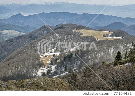 Deciduous forest with snow in spring, Klak, Slovakia 77164481