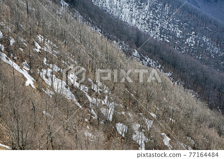 Deciduous forest with snow, Klak hill, Slovakia, springtime scene 77164484