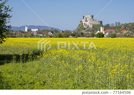 Beckov castle with oilseed rape yellow field, Slovakia 77164506