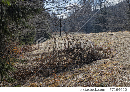Broken tree scene, Big Fatra, Slovakia 77164620