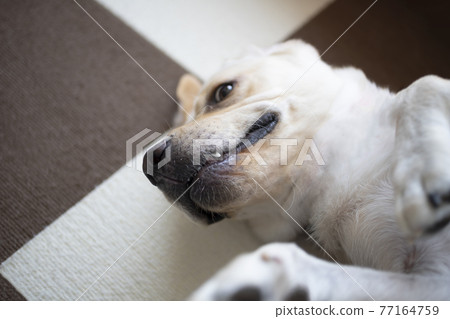 Yellow Labrador Retriever lying on his back Yellow Labrador Retriever lying on his back 77164759