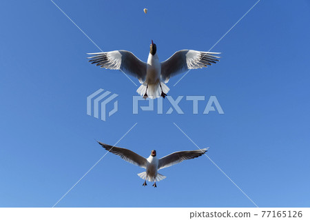 Competing racing seagulls catch food on the fly in sunny blue sky 77165126