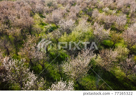 Aerial view of spring blooming garden with evening light Aerial view of spring blooming garden with evening light 77165322