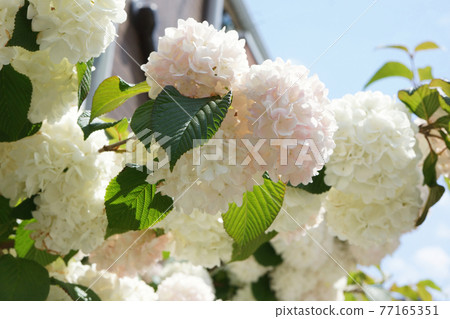 Odemari that shines in the blue sky 77165351