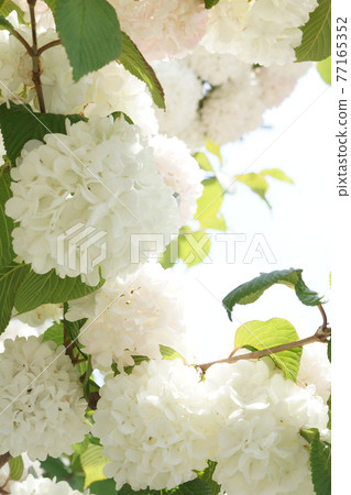 閃耀在藍天的大手 77165352