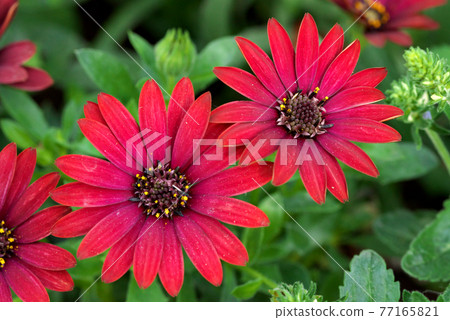 Osteospermum red 77165821
