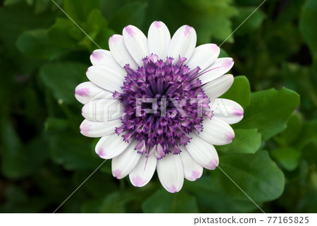 Osteospermum white 77165825