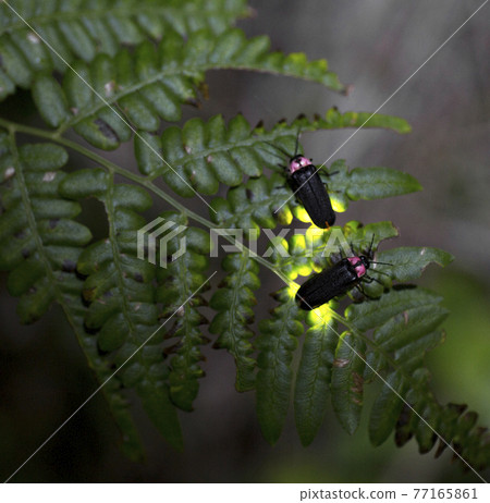 [夏季圖片]螢火蟲燈 77165861