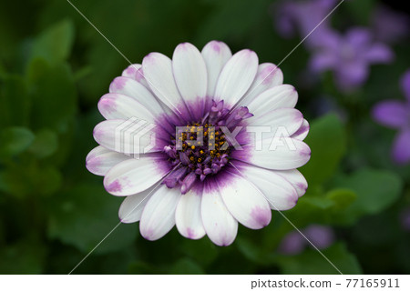 Osteospermum white 77165911