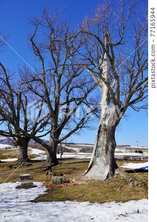 三奈良樹，新城町，蘆別市 77165944