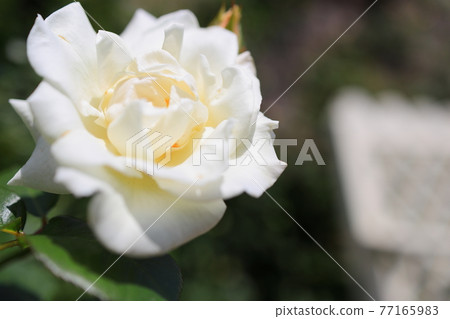 rose	 77165983