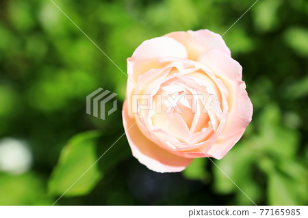 rose	 77165985