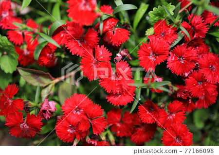 花 77166098