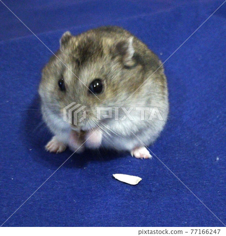 倉鼠（藍背） 77166247