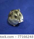 倉鼠（藍背） 77166248