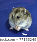 倉鼠（藍背） 77166249