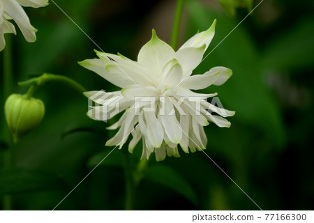 Columbine white 77166300