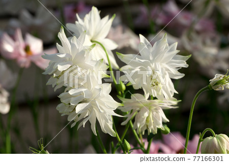 Columbine white 77166301