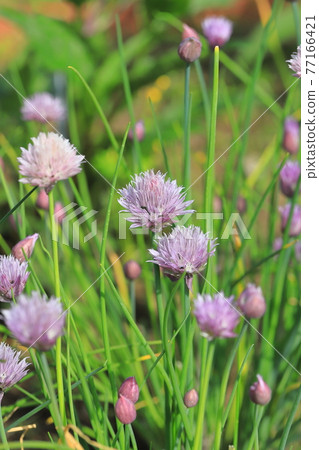 小小的紫色韭菜花 小小的紫色韭菜花 77166421