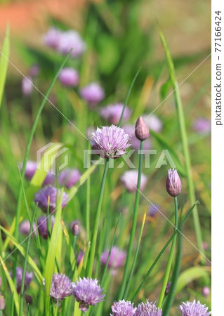 Little purple chives flowers Little purple chives flowers 77166424