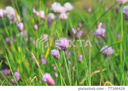 小小的紫色韭菜花 小小的紫色韭菜花 77166426