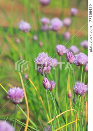 Little purple chives flowers Little purple chives flowers 77166429
