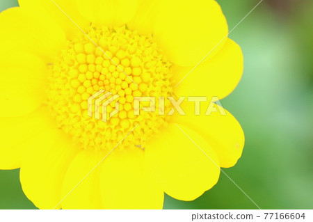 黃色花 77166604