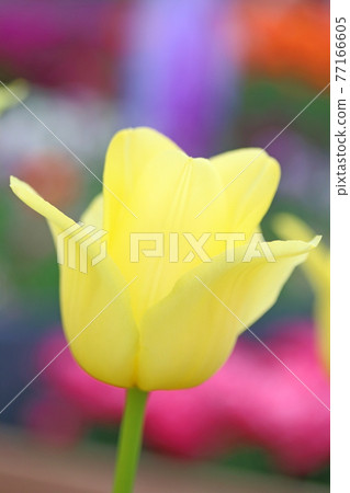 Yellow tulip 77166605