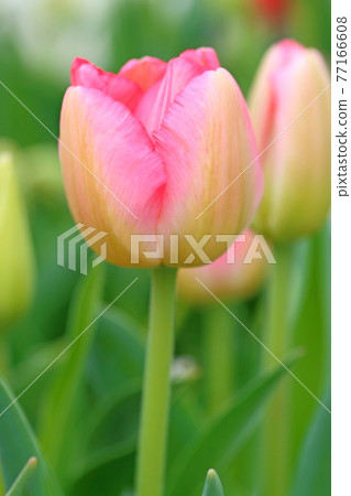 鬱金香在花床上 77166608