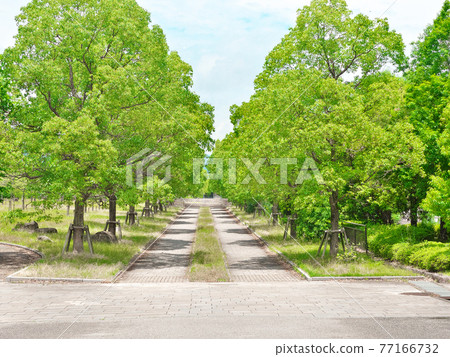 Kokusaikaikan station square, evergreen tree-lined road Kokusaikaikan station square, evergreen tree-lined road 77166732