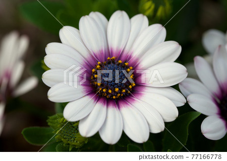 Osteospermum white 77166778