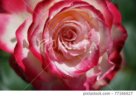 Two-tone rose 1 77166827