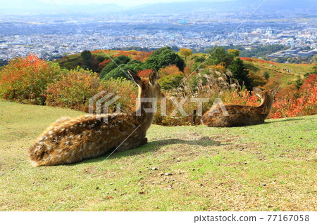 從若草山山頂看到的奈良市景和鹿父母和孩子的秋色 77167058