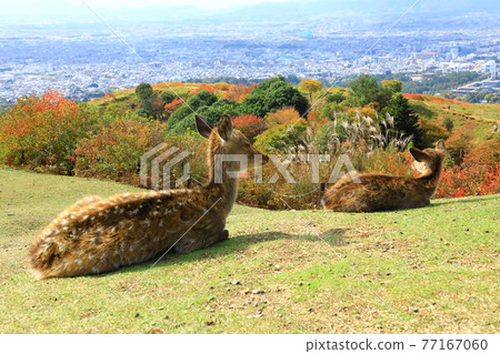 從若草山山頂看到的奈良市景和鹿父母和孩子的秋色 77167060