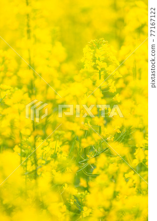 Rape field, spring image Rape field, spring image 77167122