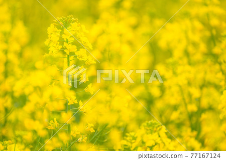 Rape field, spring image 77167124