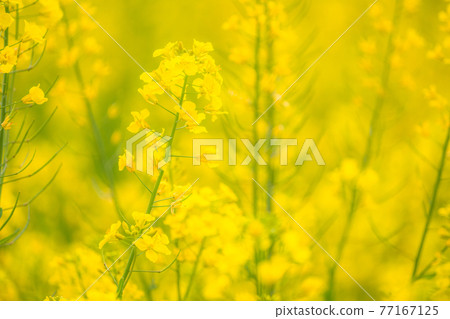 Rape field, spring image 77167125