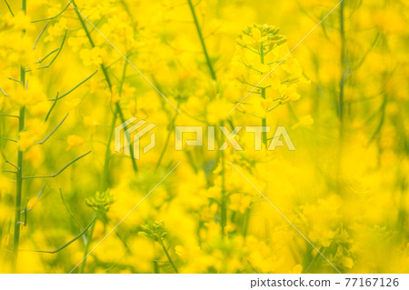 Rape field, spring image 77167126