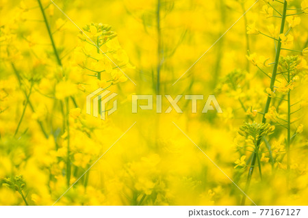 Rape field, spring image Rape field, spring image 77167127