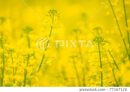 Rape field, spring image 77167128