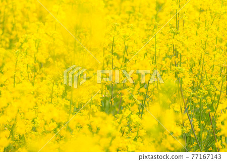 Rape field, spring image Rape field, spring image 77167143