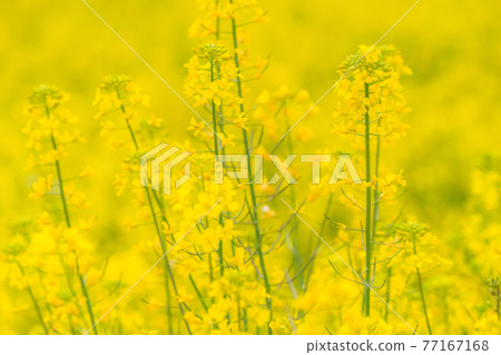 Rape field, spring image Rape field, spring image 77167168