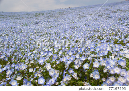 Nemophila Nemophila 77167293