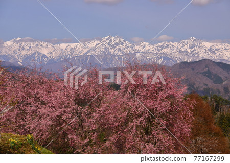 Ogawa Village, Kamiminochi District, Nagano Prefecture, Tateya, Bansho Sakura, Sakura and the Northern Alps Ogawa Village, Kamiminochi District, Nagano Prefecture, Tateya, Bansho Sakura, Sakura and the Northern Alps 77167299