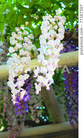 埼玉縣春日部市富士塚附近的富士架子（白鹿皮谷） 77167307